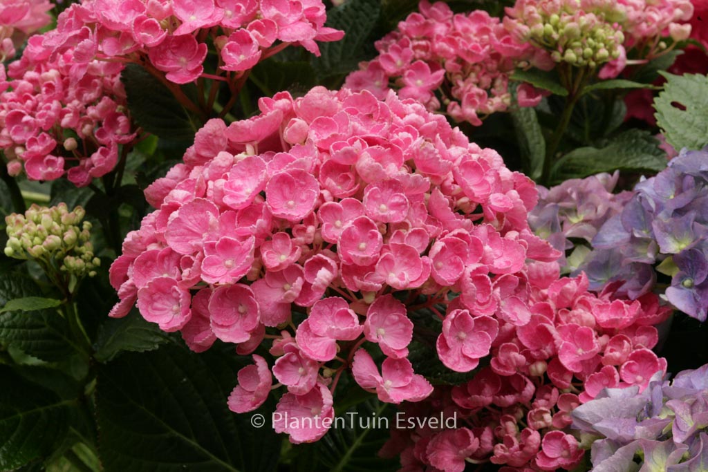 Hydrangea macrophylla 'Hopcorn' (HOVARIA) - Image 7