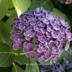 Hydrangea macrophylla 'Hopcorn' (HOVARIA)
