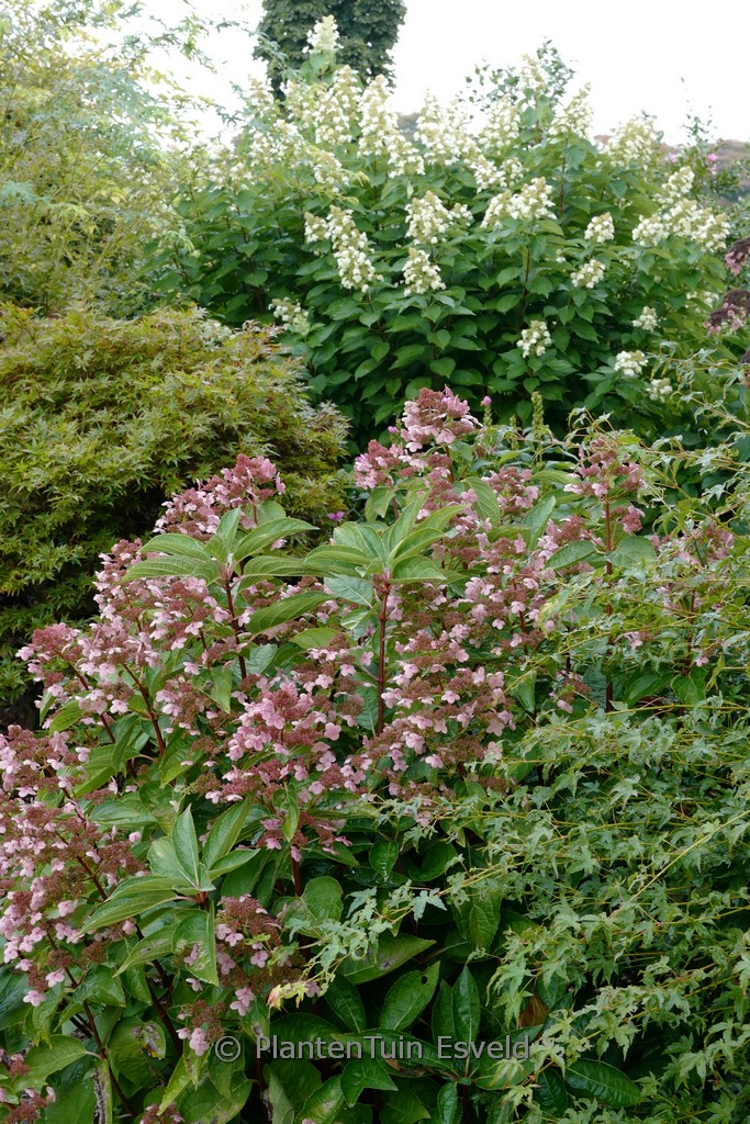 Hydrangea paniculata 'Dharuma' - Image 4