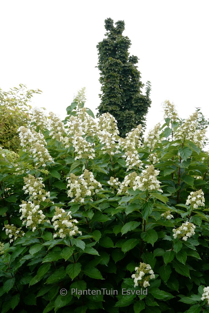 Hydrangea paniculata 'Papillon' - Image 3