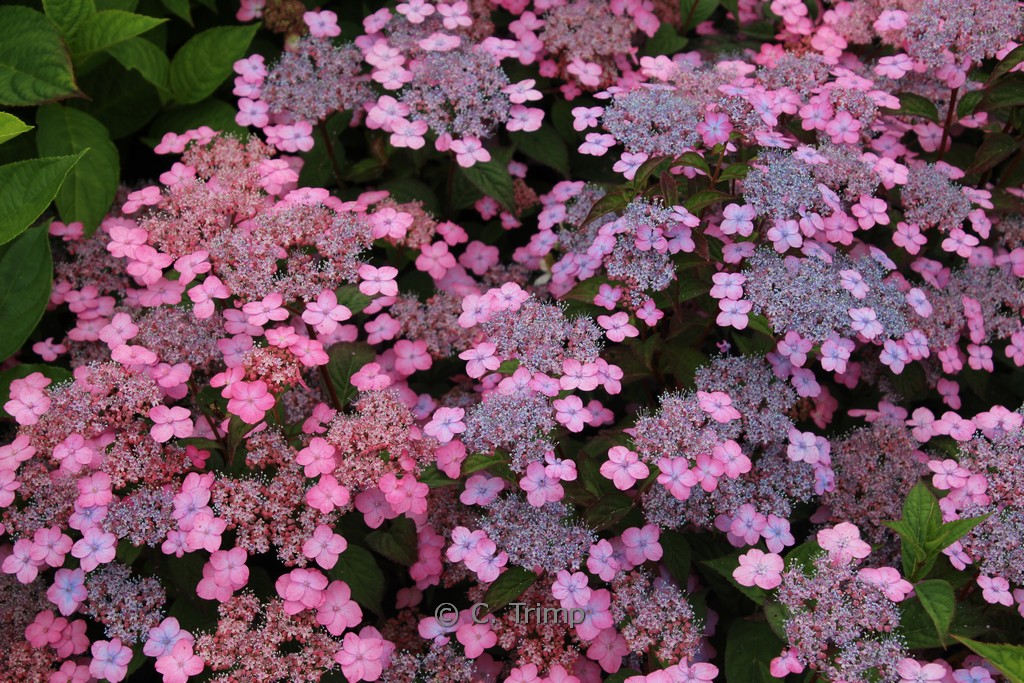 Hydrangea serrata 'Mont Aso' - Image 2