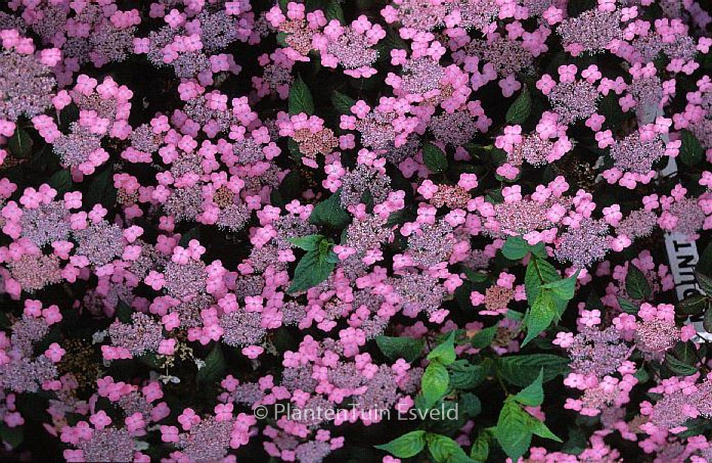 Hydrangea serrata 'Mont Aso' - Image 5
