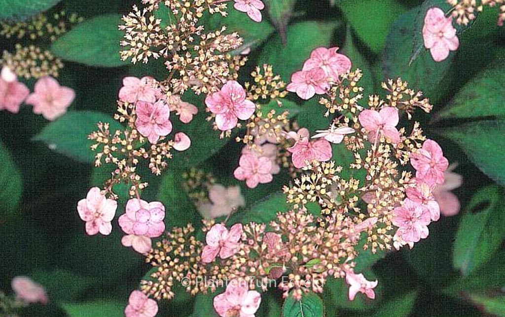 Hydrangea serrata 'Mont Aso' - Image 7