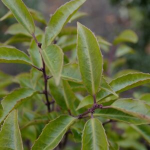 Ilex centrochinensis