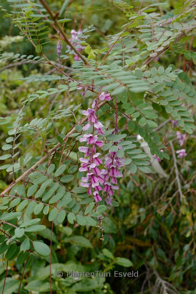 Indigofera pendula - Image 2