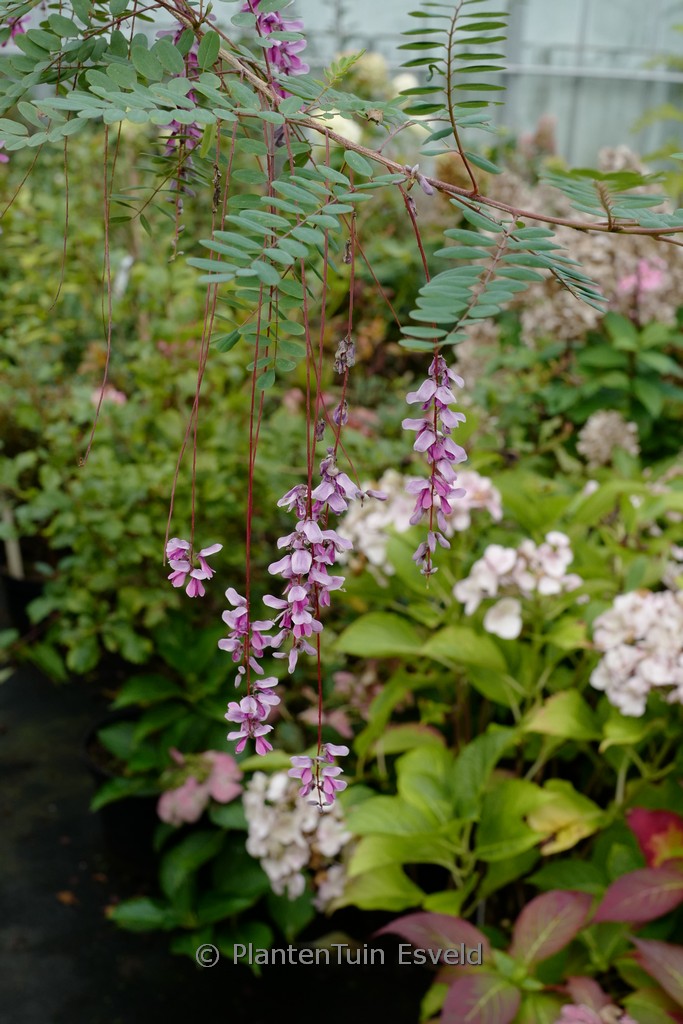 Indigofera pendula - Image 3