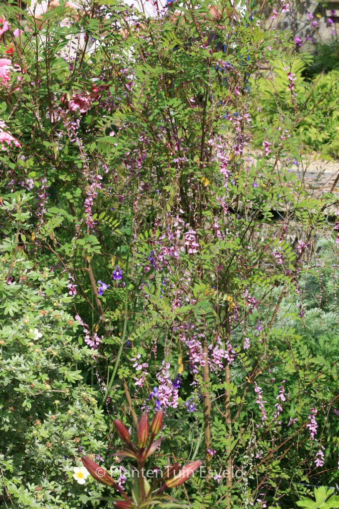 Indigofera pendula - Image 4