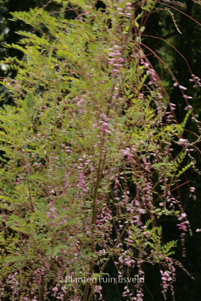 Indigofera pendula - Image 6