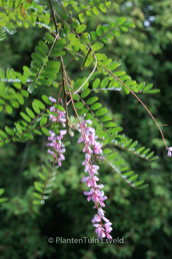 Indigofera pendula - Image 7
