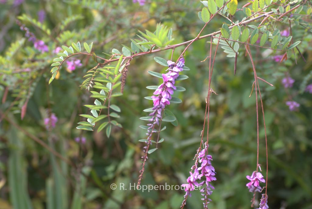 Indigofera pendula