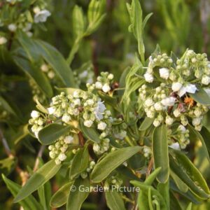 Kalmia angustifolia 'Candida'