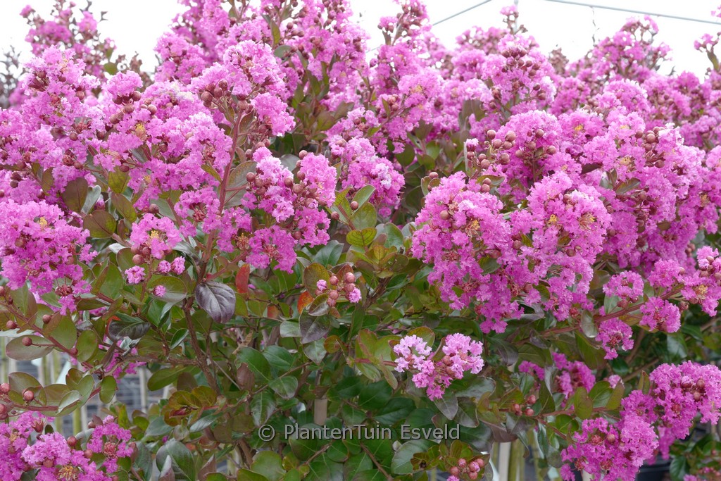 Lagerstroemia indica 'Maroon Star'