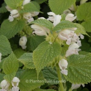 Lamium orvala 'Album'