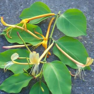 Lonicera hildebrandiana