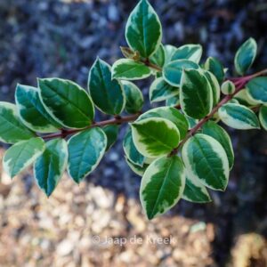 Luma apiculata 'Glenleam Gold'