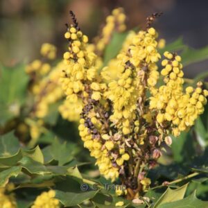 Mahonia napaulensis