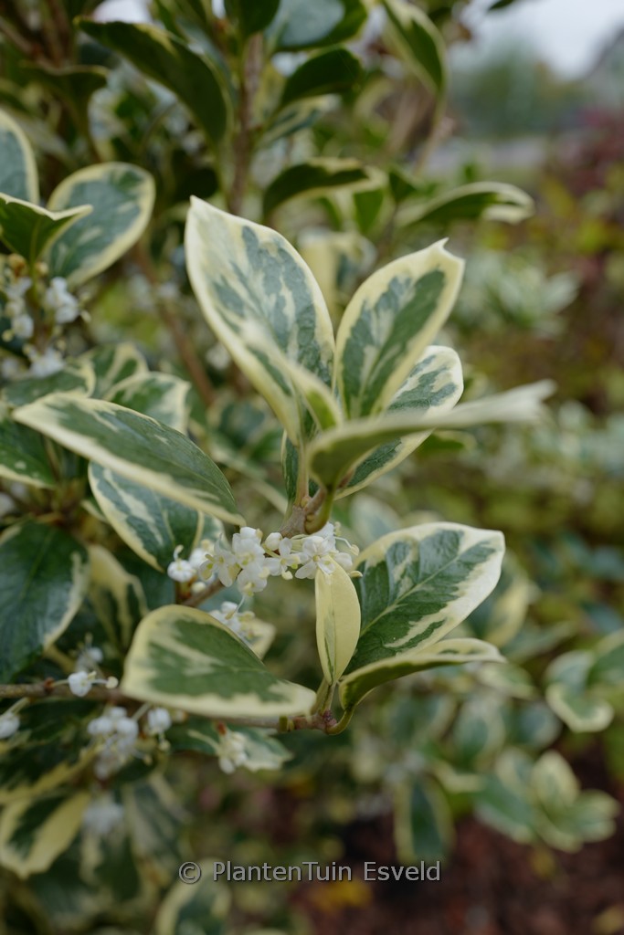 Osmanthus fortunei 'Variegata'