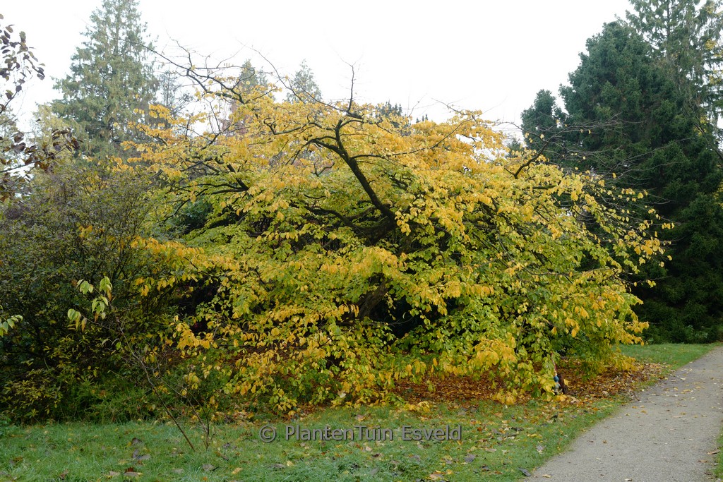 Parrotia persica - Image 4