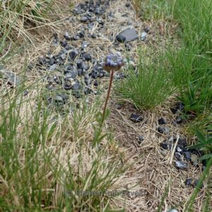 Phyteuma globulariaefolium