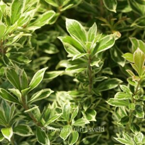 Pieris japonica 'Little Frosty'