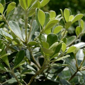 Pittosporum tenuifolium 'Irish Luck'