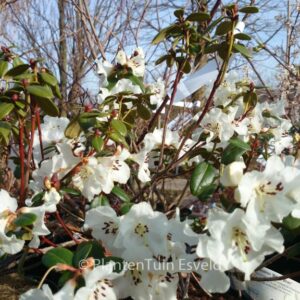 Rhododendron 'Bric a Brac'
