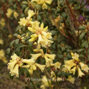 Rhododendron 'Yellow Hammer'