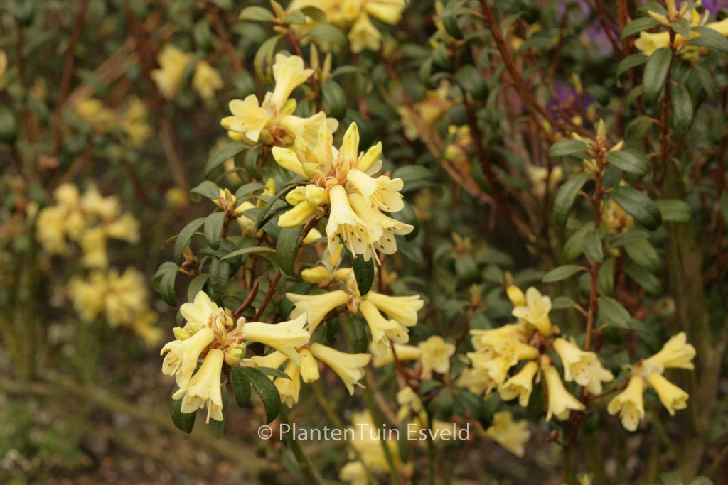 Rhododendron 'Yellow Hammer'
