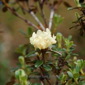 Rhododendron anthopogon 'Annapurna'