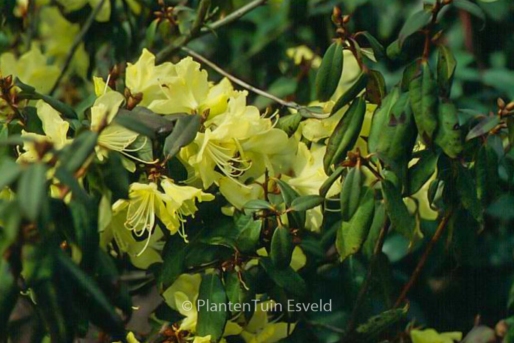 Rhododendron lutescens 'Bagshot Sands' - Image 2
