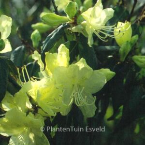 Rhododendron lutescens 'Bagshot Sands'