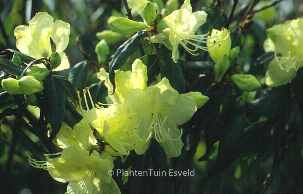 Rhododendron lutescens 'Bagshot Sands'