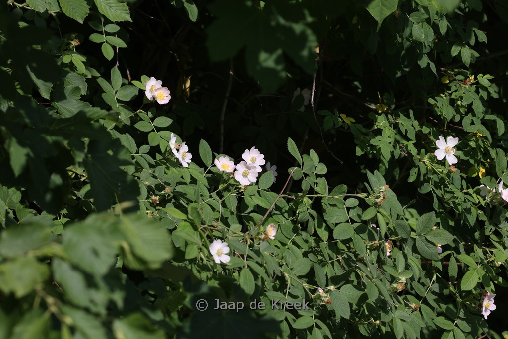 Rosa canina - Image 2