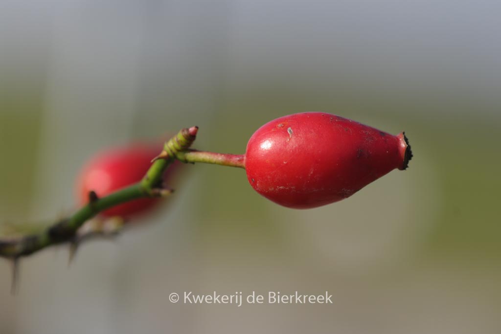 Rosa canina - Image 3