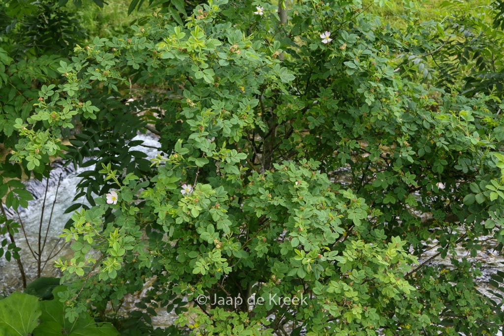 Rosa canina - Image 4