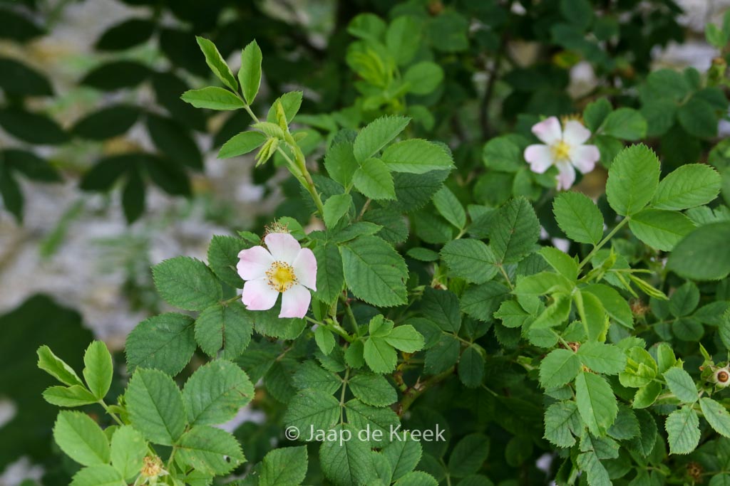 Rosa canina - Image 5