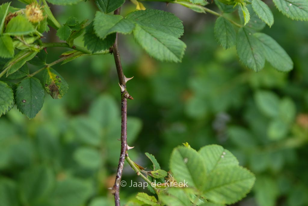 Rosa canina - Image 6