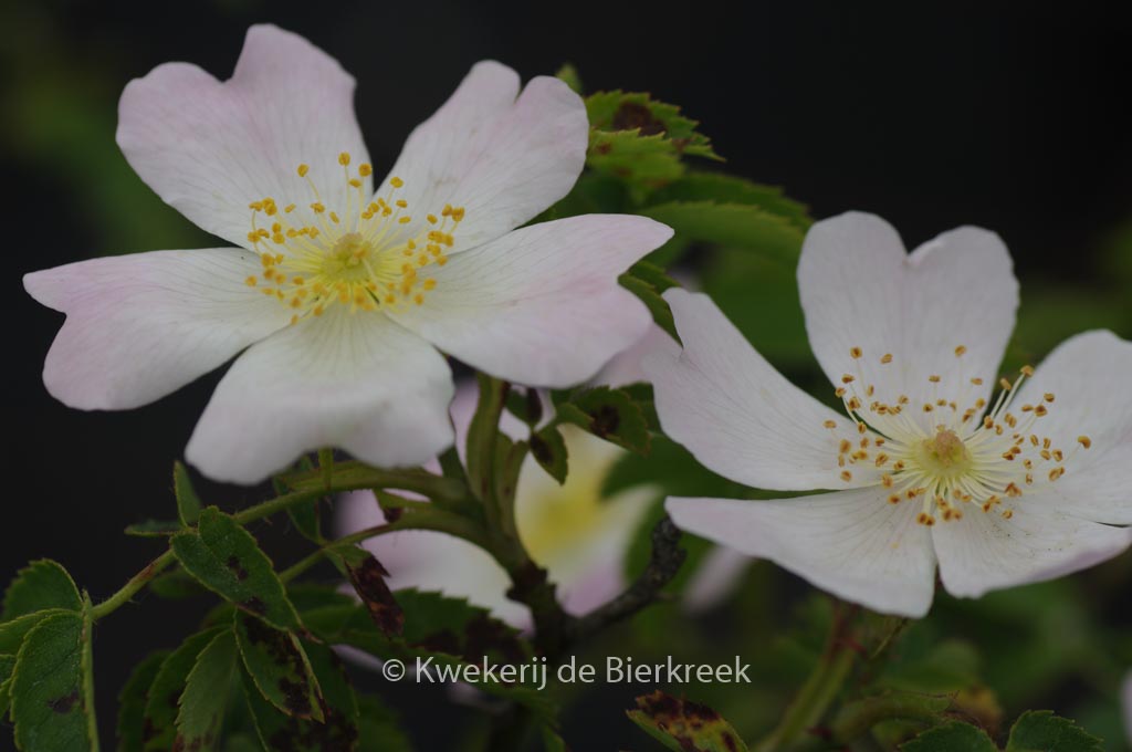 Rosa canina - Image 7