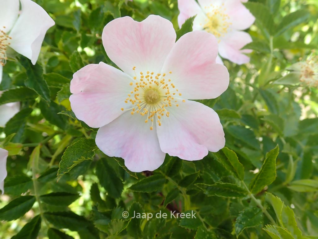 Rosa canina - Image 8