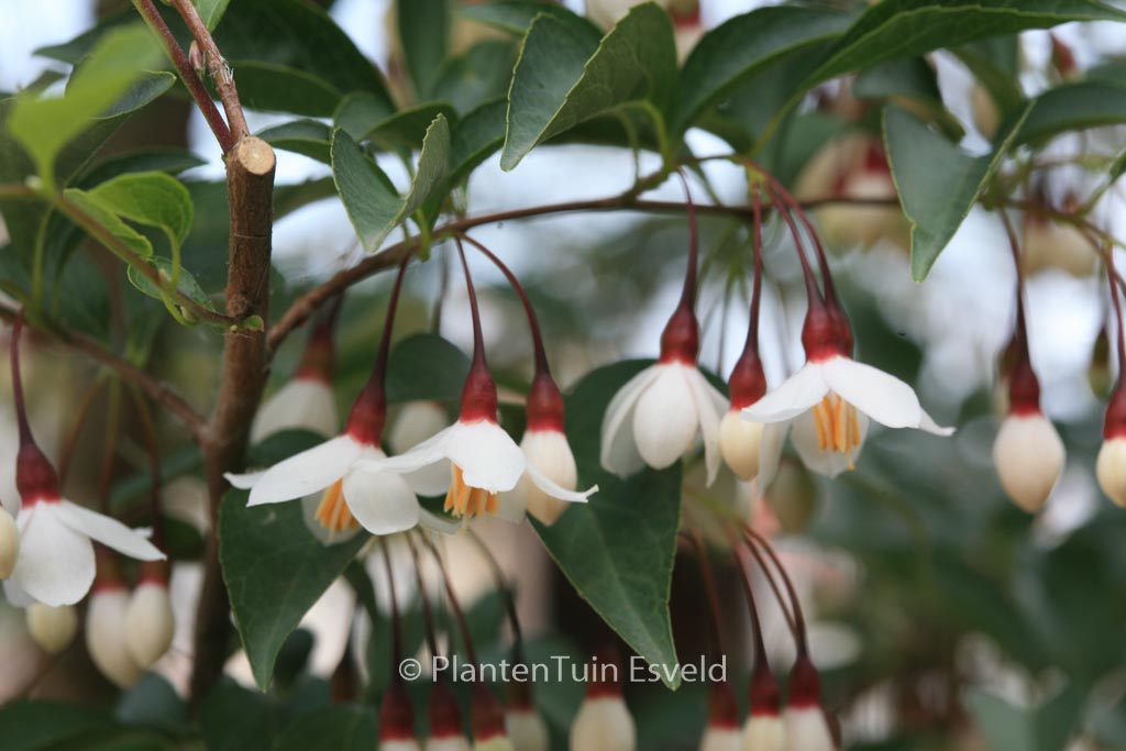 Styrax japonicus 'Wendy' - Image 2