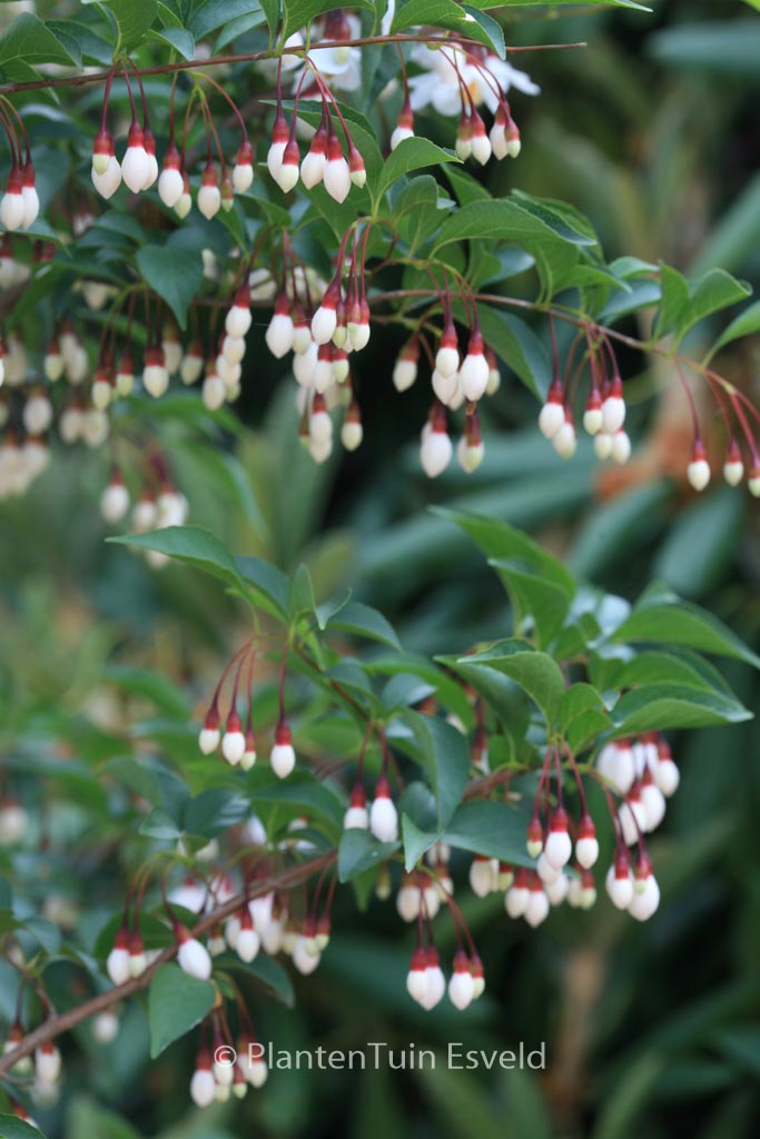 Styrax japonicus 'Wendy' - Image 3