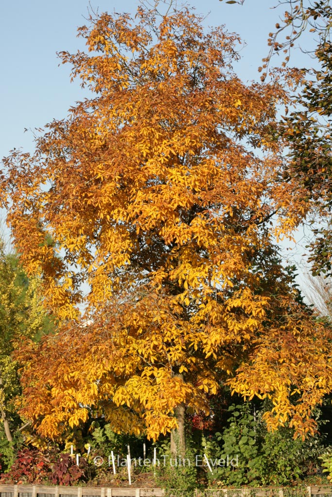 Styrax japonicus 'Wendy' - Image 4