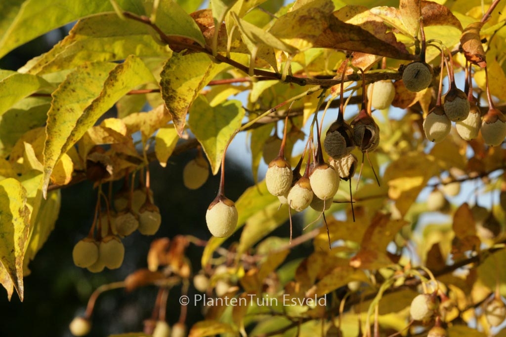 Styrax japonicus 'Wendy' - Image 5