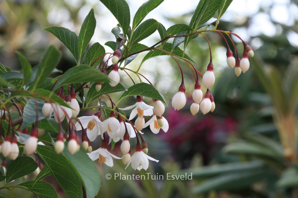 Styrax japonicus 'Wendy' - Image 6