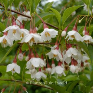 Styrax japonicus 'Wendy'