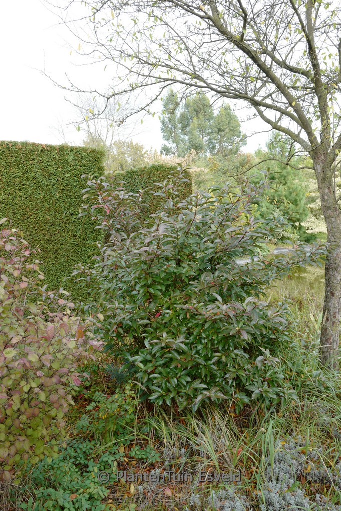 Viburnum 'Le Bois Marquis' - Image 3