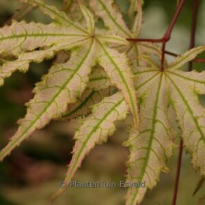Acer palmatum 'Alexandre II'