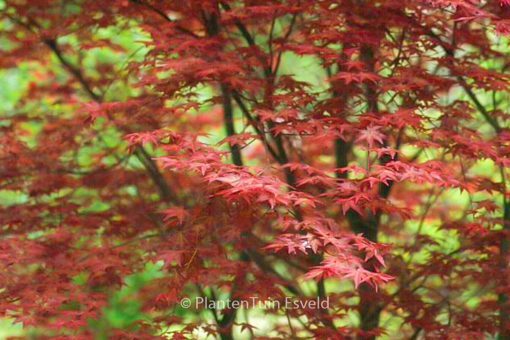 Acer palmatum 'Chishio' - Image 2