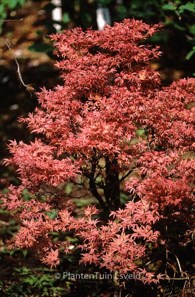 Acer palmatum 'Chishio' - Image 3