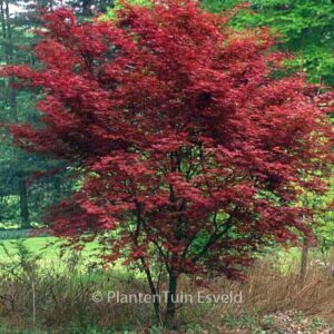 Acer palmatum 'Chishio'